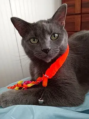 Name Russian Blue Cat Halo