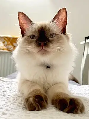 Name Ragdoll Cat Greta
