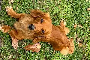 Name Dachshund Dog Fancy
