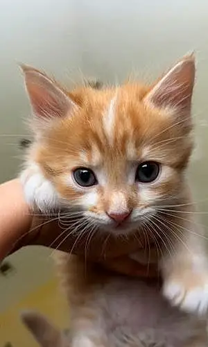 Name Cat Gumbo