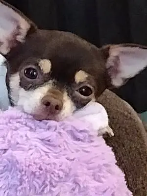 Chihuahua Dog Clover Josephine