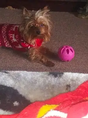 Toy Yorkshire Terrier Dog Dobbie