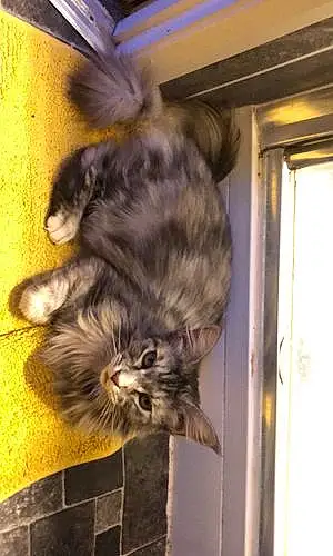 Name Maine Coon Cat Jelly