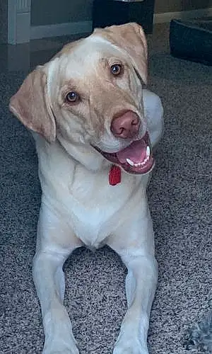 Name Labrador Retriever Dog Dozer