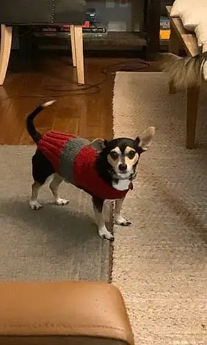Name Chihuahua Dog Brutus