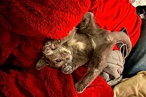 Chartreux Cat Baby