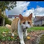 Plant, Cat, Sky, Cloud, Felidae, Carnivore, Tree, Small To Medium-sized Cats, Whiskers, Fawn, Grass, Snout, Tail, Window, Domestic Short-haired Cat, Furry friends, Soil, Landscape, Wood