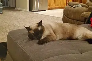 Name Siamese Cat Bell