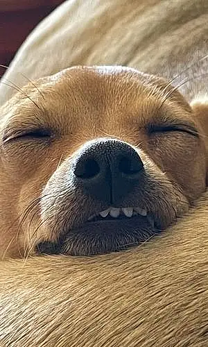 Name Chihuahua Dog Bambi