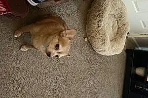 Name Chihuahua Dog Brownie