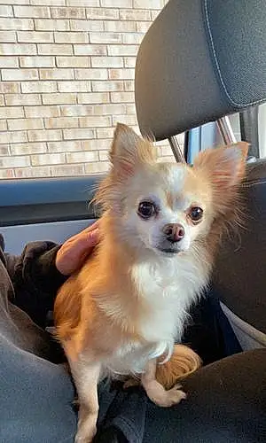 Name Chihuahua Dog China
