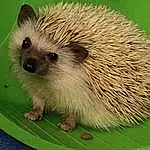 Hair, Hedgehog, Head, Erinaceidae, Domesticated Hedgehog, Eyes, Fawn, Whiskers, Terrestrial Animal, Rodent, Snout, Furry friends, Porcupine, Grass, Fruit