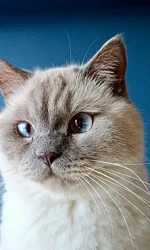 Name British Shorthair Cat Biggie