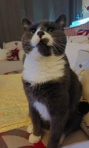 Name Cat Kitkat