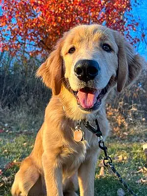 Name Golden Retriever Dog Bucky