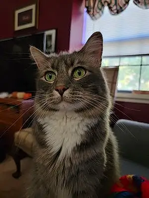 Name American Shorthair Cat Brewster