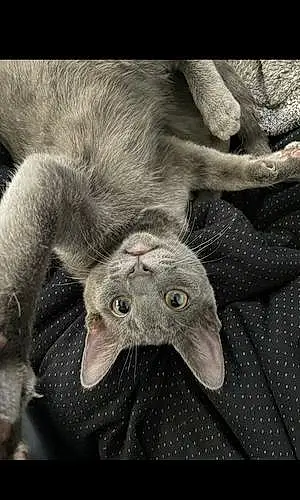 Name Cat Iris