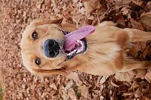 Name Golden Retriever Dog Dudley