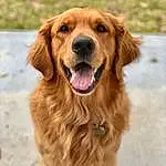Dog, Dog breed, Carnivore, Companion dog, Liver, Fawn, Whiskers, Snout, Golden Retriever, Furry friends, Gun Dog, Canidae, Working Animal, Retriever, Terrestrial Animal, Shout, Smile, Working Dog