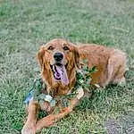Dog, Plant, Carnivore, Dog breed, Fawn, Grass, Companion dog, Happy, Liver, People In Nature, Retriever, Gun Dog, Grassland, Canidae, Furry friends, Hunting Dog