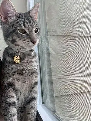 Name American Shorthair Cat Lana