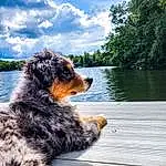 Water, Sky, Cloud, Dog, Dog breed, Lake, Tree, Carnivore, Companion dog, Herding Dog, Wood, Snout, Tail, Furry friends, Canidae, Landscape, Ocean, Wind Wave, Paw, Guard Dog