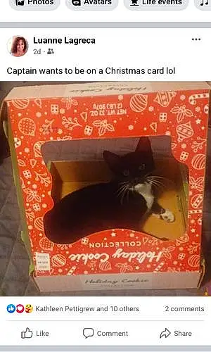 Name Cat Captain