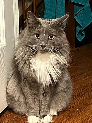 Name Maine Coon Cat Fenway