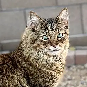 Name Maine Coon Cat Angus