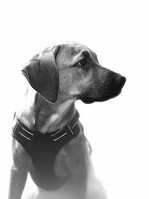 Name Labrador Retriever Dog Katara
