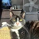 Cat, Window, Carnivore, Grey, Felidae, Whiskers, Picture Frame, Cable Television, Small To Medium-sized Cats, Snout, Mechanical Fan, Television, Domestic Short-haired Cat, Tail, Furry friends, Home Appliance, Comfort, Paw, Mesh, Television Set