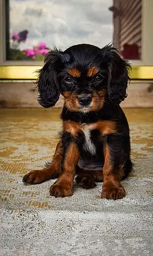 Name Cavalier King Charles Spaniel Dog Lacie
