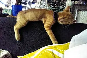 Bengal Cat Kit Kat