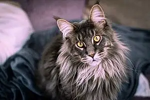 Name Maine Coon Cat Donnie