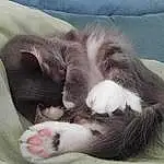 Cat, Comfort, Textile, Carnivore, Grey, Felidae, Small To Medium-sized Cats, Whiskers, Tail, Domestic Short-haired Cat, Paw, Furry friends, Claw, Nap, Terrestrial Animal