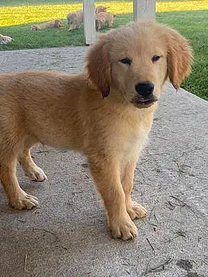 Name Golden Retriever Dog Grace