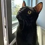 Cat, Window, Felidae, Carnivore, Bombay, Ear, Whiskers, Small To Medium-sized Cats, Plant, Snout, Black cats, Furry friends, Domestic Short-haired Cat, Tail