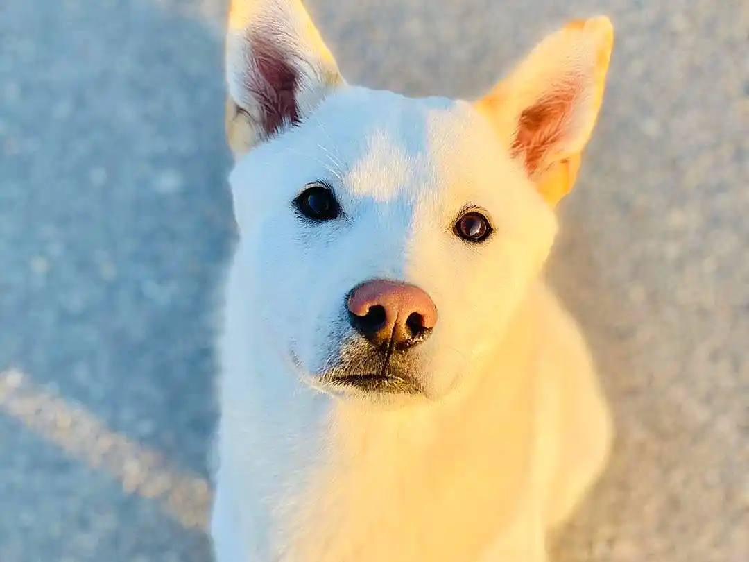 Louis, dog korean jindo - Dog and Cat Photo Contest