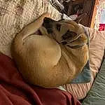 Brown, Comfort, Carnivore, Felidae, Fawn, Dog breed, Wood, Cat, Small To Medium-sized Cats, Companion dog, Whiskers, Terrestrial Animal, Snout, Linens, Furry friends, Tail, Canidae, Bedding, Nap