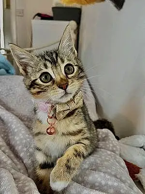 Name Bengal Cat Delilah