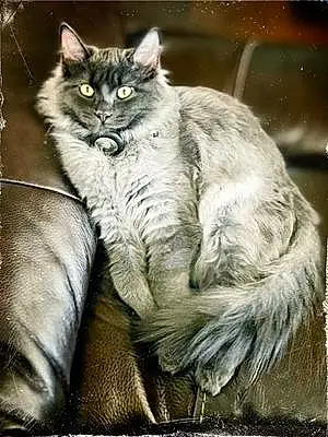 Name Siberian Cat Kitkat