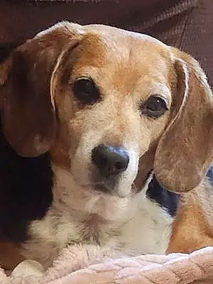 Name Beagle Dog Artie
