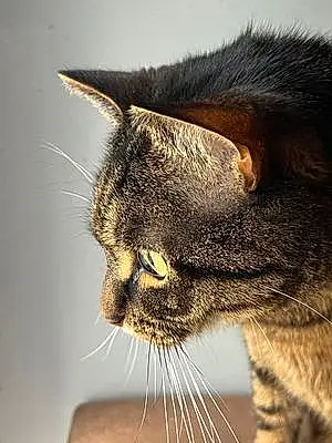 Name British Shorthair Cat Dennis