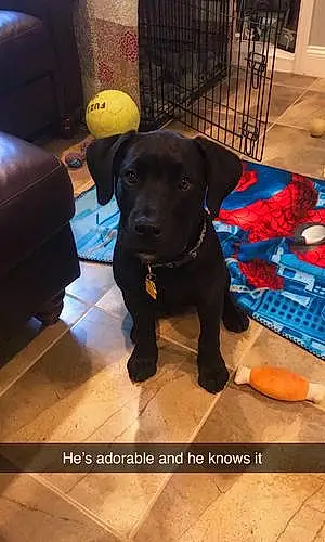 Name Labrador Retriever Dog Hudson