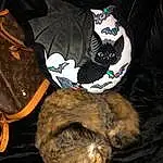 Brown, Carnivore, Felidae, Small To Medium-sized Cats, Dog breed, Comfort, Whiskers, Cat, Collar, Snout, Tail, Domestic Short-haired Cat, Fashion Accessory, Furry friends, Canidae, Bag, Darkness, Baggage, Pattern