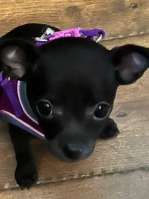 Name Chihuahua Dog Diva