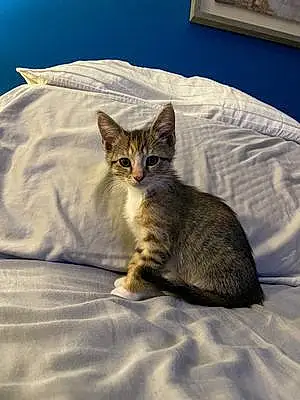 Name American Shorthair Cat Artemis