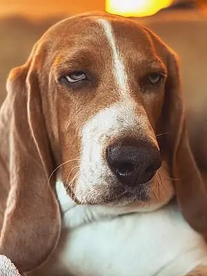 Name Basset Hound Dog Dude