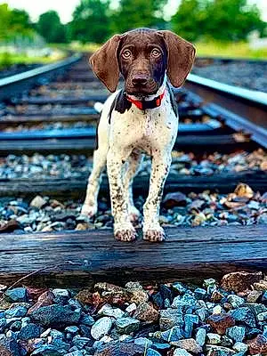 Name German shorthaired pointer Dog Huck