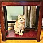 Cat, Shelf, Felidae, Carnivore, Wood, Rectangle, Textile, Small To Medium-sized Cats, Whiskers, Fawn, Pet Supply, Hardwood, Shelving, Wood Stain, Chair, Tail, Snout, Cat Supply, Window